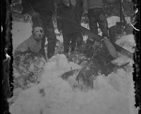 Black and white photo of three men, a young boy, and a dog posing in the snow with a felled tree and crosscut saw at their feet