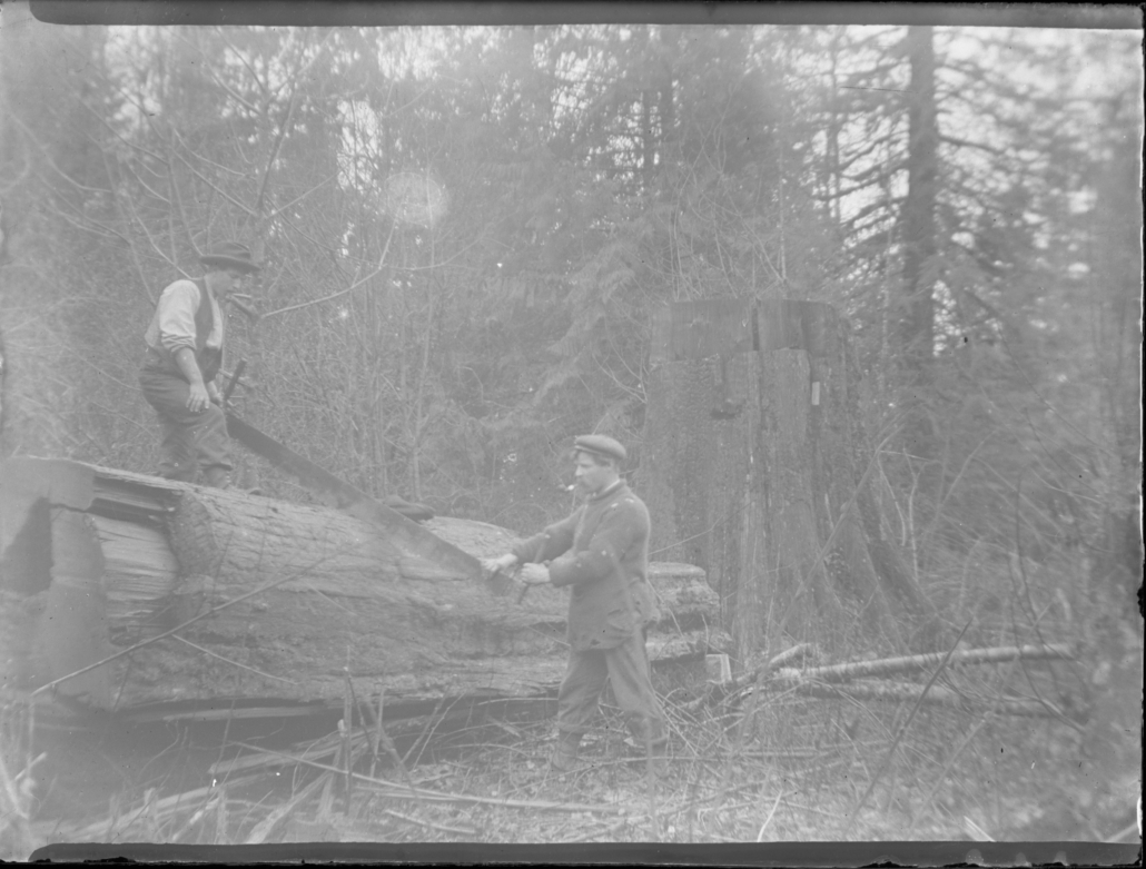 Black and white photo of two men using a crosscut saw on a large felled tree