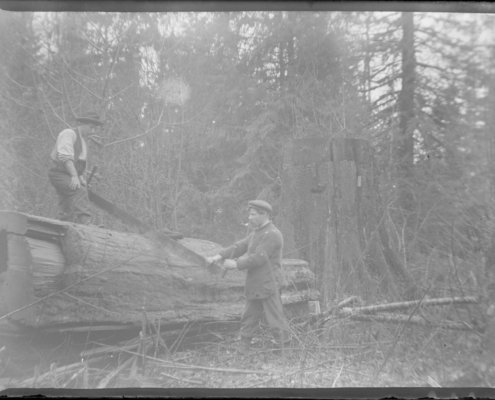 Black and white photo of two men using a crosscut saw on a large felled tree
